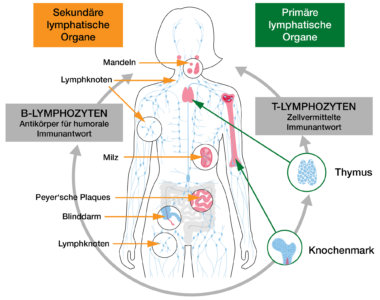 Unser Körpereigenes Immunsystem Ist Ziemlich Genial