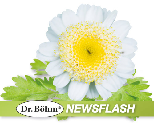 Dr. Böhm® Newsflash: Neue Inhaltsstoffe in Mutterkraut identifiziert!