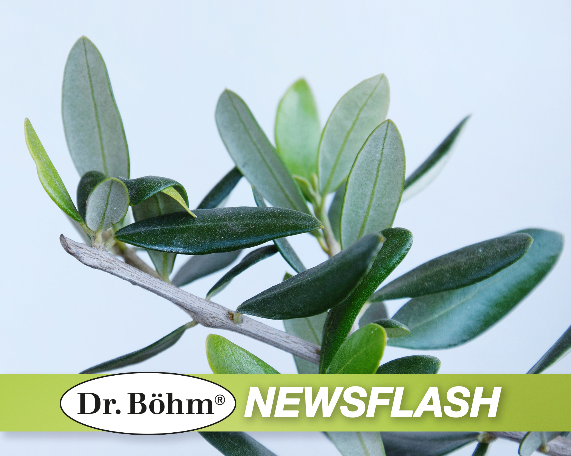 Dr. Böhm® Newsflash: Olivenblattextrakt verbessert Triglyceridwerte nach der Menopause