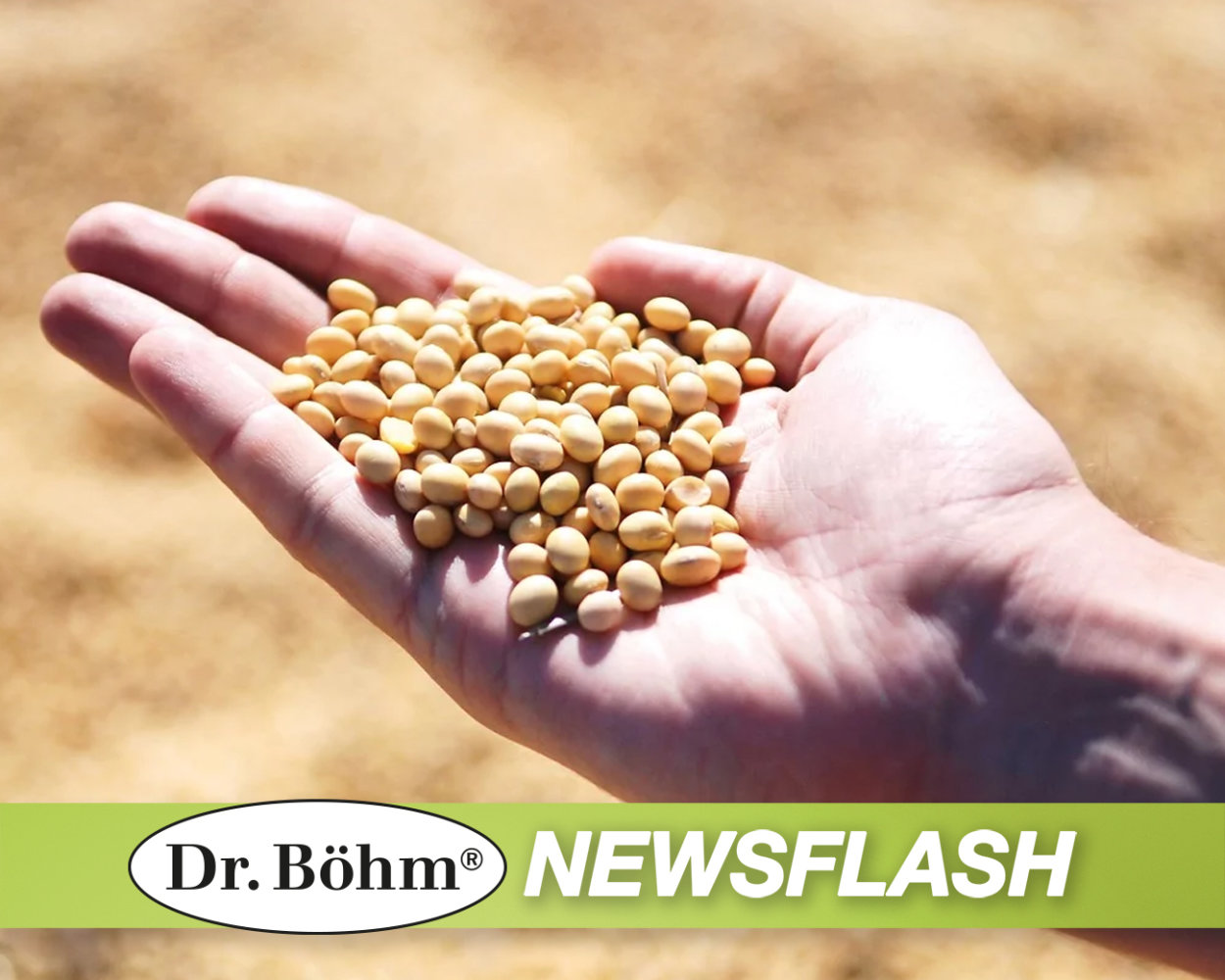 Dr. Böhm® Newsflash: Genistein, ein Isoflavon mit Anti-Krebs-Potential