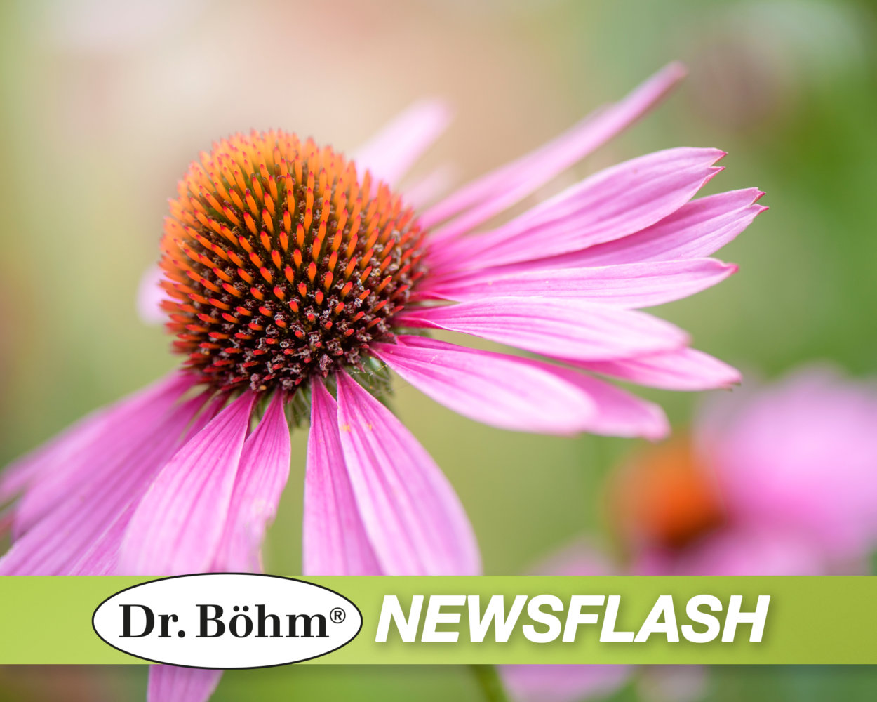 Sonnenhut (Echinacea purpurea) – eine pflanzliche Lösung für Atemwegsinfektionen.